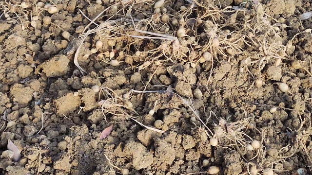 农村耕地来虎牙拍视频