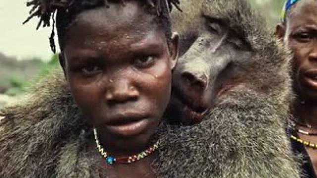 哈扎比部落荒野追击狒狒王，十多条猎犬也不敌 #荒野生存 #纪录片解说 #原始部落