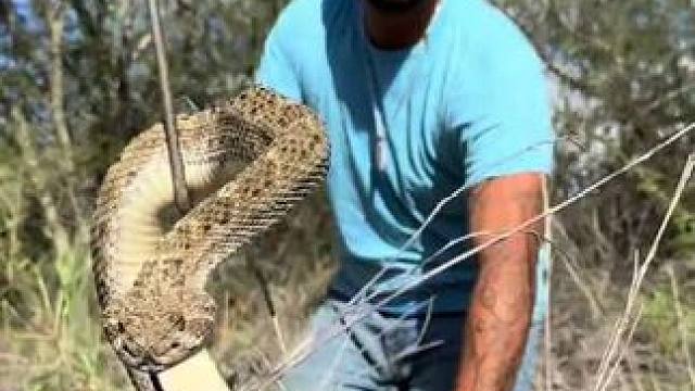 响尾 #抖音看世界 #神奇动物在抖音 #国外视频分享 #专业操作请勿模仿 #野生动物零距离