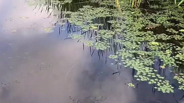 #户外捕鱼大队 #捕鱼河边随拍 #捕捞现场  #丝网捕鱼