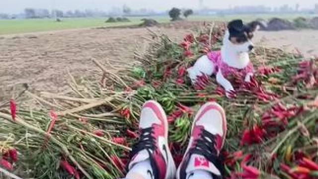 这车 “坐着不安生”撂挑子跑路 #拖拉机 #秸秆 #儿时记忆 #农村生活