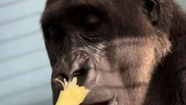 银背大猩猩吃芹菜和胡萝卜 #抖音看世界 #神奇动物在抖音 #国外视频分享 #奇妙的动物 #野生动物保