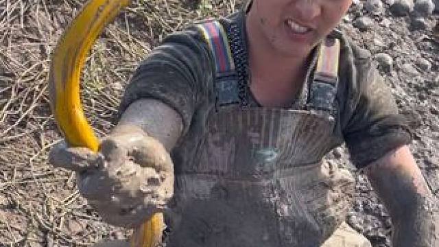 鱼塘边上发现拳头大的浆洞，周围全是贝壳，没想到最后上货这么大！#户外 #我的乡村生活