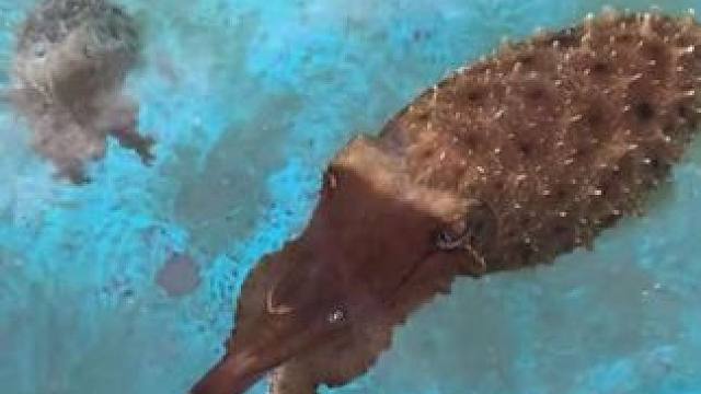 宠物乌贼吃螃蟹 #抖音看世界 #神奇动物在抖音 #国外视频分享 #奇妙的动物 #海洋生物