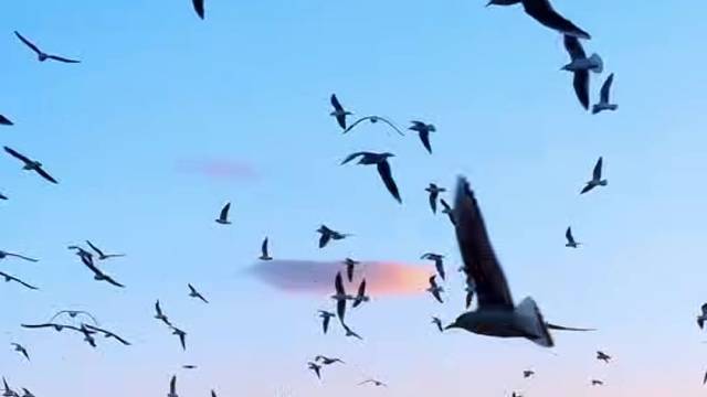 海鸥不再眷恋大海。