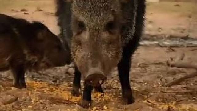 猛人近距离观看野猪吃玉米 #抖音看世界 #神奇动物在抖音 #国外视频分享 #奇妙的动物 #野生动物零