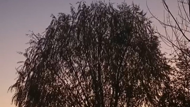 树树皆秋色 山山唯落晖。