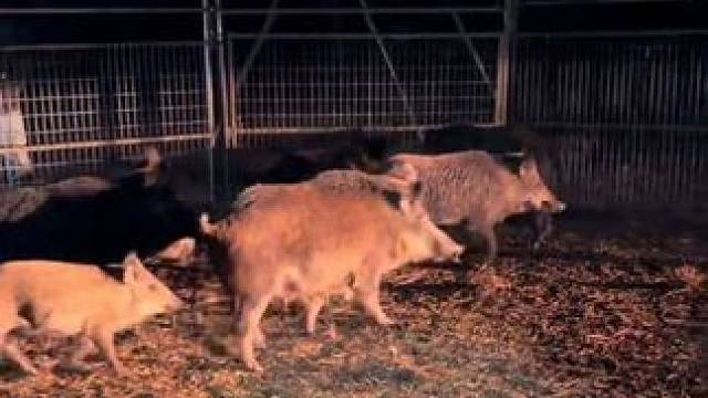 野猪一家老小落入了农场主的陷阱 #抖音看世界 #神奇动物在抖音 #国外视频分享 #奇妙的动物 #野生