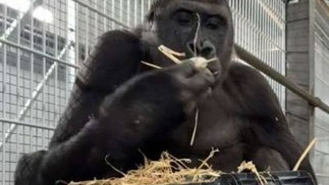 银背大猩猩吃蔬菜