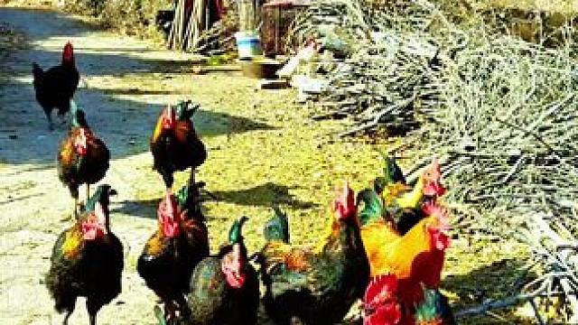 #我的乡村生活 #山村行#西营之行，走进乔峪村。初冬山村的早晨