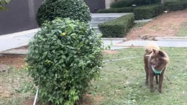 是不是所有的土松都这么犟…