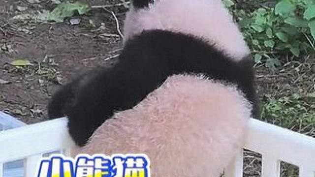 小小的手拖大大的pp