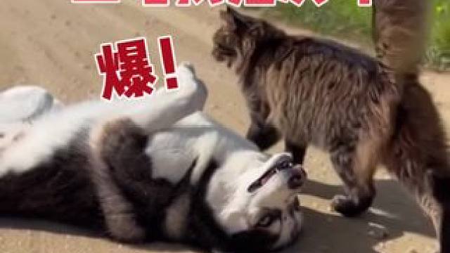 二哈牛气轰轰地找猫咪干架，不料一秒钟就被对方撂倒了，笑不活了