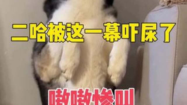 拿钢管给狗娃娃充棉，二哈却吓得屁滚尿流惨叫连连，魂儿都吓没了 #哈士奇