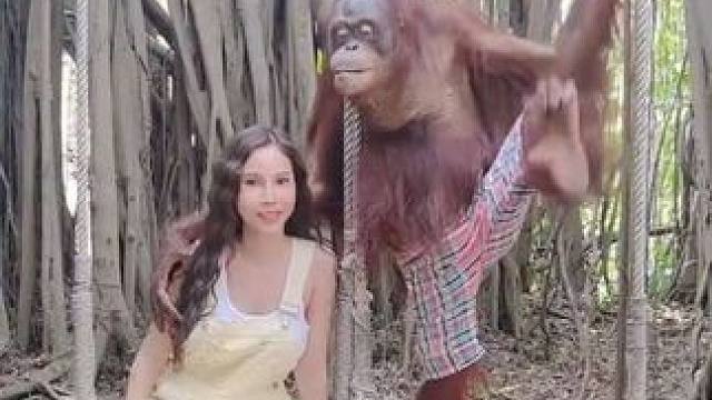 泰国网红猩猩与游客合影