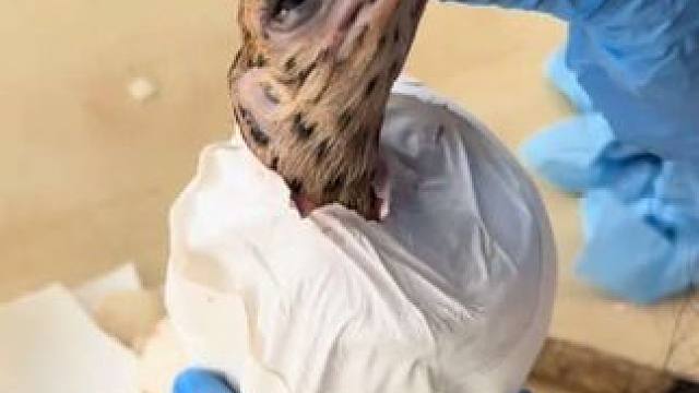 帮助小鸵鸟破壳而出 #抖音看世界 #神奇动物在抖音 #国外视频分享 #奇妙的动物 #鸵鸟养殖