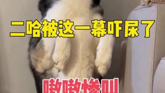 用钢管给狗娃娃充棉，二哈却吓得屁滚尿流惨叫连连，魂儿都吓没了