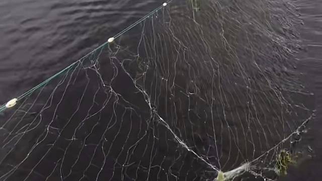 #户外捕鱼大队 #捕鱼河边随拍 #捕捞现场  #丝网捕鱼