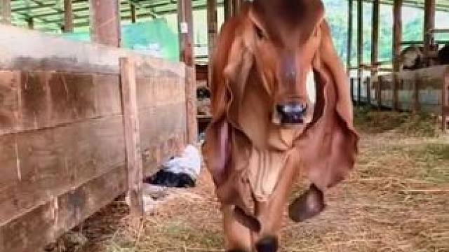 老板，来盘爆炒牛耳朵 #抖音看世界 #神奇动物在抖音 #国外视频分享 #奇妙的动物 #牛气冲天