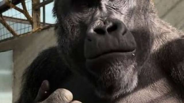 银背大猩猩吃彩椒和西红柿 #抖音看世界 #神奇动物在抖音 #国外视频分享 #奇妙的动物 #野生动物保