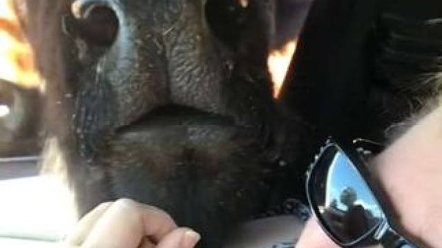 美洲野牛 #抖音看世界 #神奇动物在抖音 #国外视频分享 #奇妙的动物 #野生动物零距离