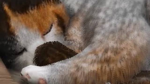 我的三花猫取名叫哈基米，巴哥狗叫弗兰克，你们的呢