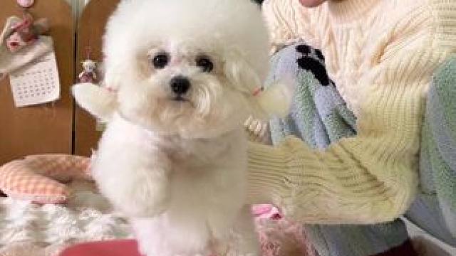 小狗生理期终于快结束啦