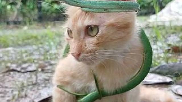 猫咪被绳子缠住了 #抖音看世界 #神奇动物在抖音 #国外视频分享 #奇妙的动物 #宠物