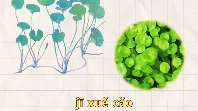 积雪草，又名地钱草，你的家乡还有吗？