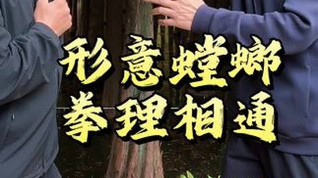 形意螳螂拳理相通，钻崩三捶同归一路 #六合螳螂拳 #形意拳 #功夫 #传统武术 #传统文化