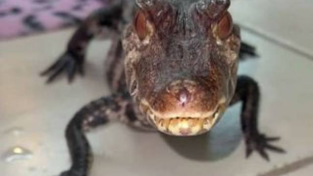 宠物小鳄鱼吃大餐 #抖音看世界 #神奇动物在抖音 #国外视频分享 #奇妙的动物 #宠物