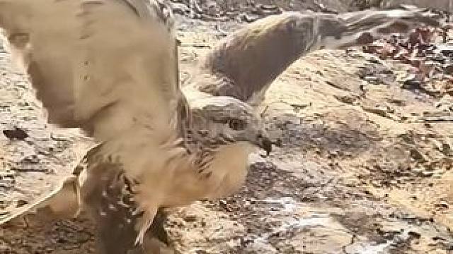 老鹰抓小鸡，爪下无一合之敌