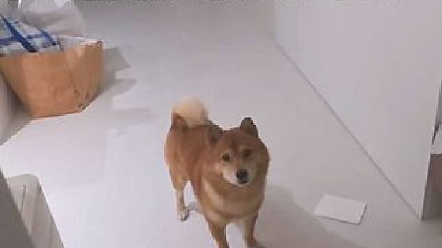 你看，这个世界的生活多美好。