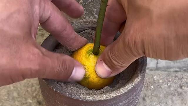 橘子插花小技巧