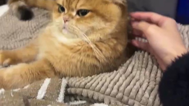 小猫咪七七  再见