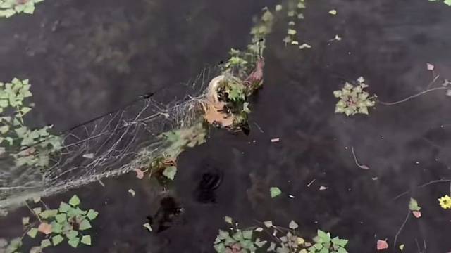 #户外捕鱼大队 #捕鱼河边随拍 #捕捞现场  #丝网捕鱼