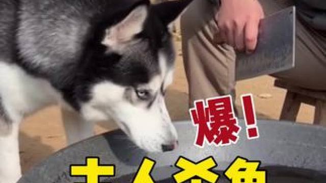 主人杀鱼二哈看热闹，当主人拿它试刀时，傻狗嗷嗷惨叫魂都吓没了