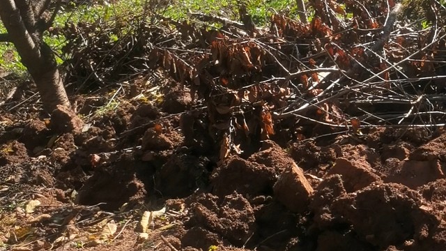 在小小的树林里挖呀挖