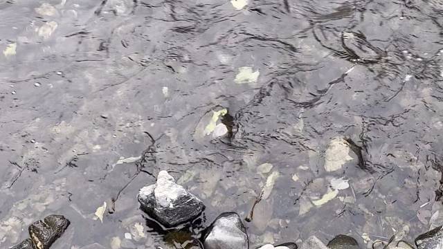 冬天的小河鸭子自由的游泳