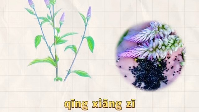 青葙子，又名草决明，对熬夜朋友比较友好，你的家乡还有吗？