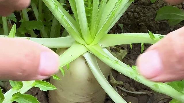 一招让萝卜长的巨大无比