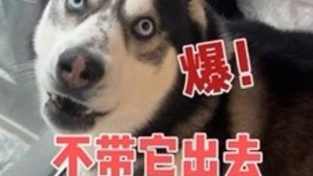 下雪天二哈吵着闹着要出去玩，被拒绝后，傻狗居然对主人破口大骂