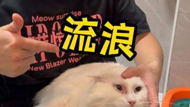 流浪狮子猫洗护 听说几年没洗性格确贼乖！