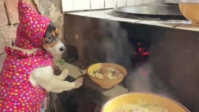 说住换个碗，熊我不喝喂狗