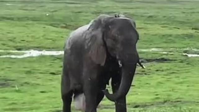 #动物世界#大象