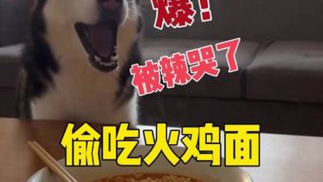 二哈非要偷吃主人火鸡面，不料下一秒就被辣得翻白眼，笑得人肚疼 #二哈 #哈士奇 #萌宠出道计划 #神