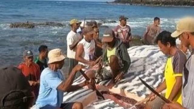 抹香鲸的悲惨命运！ 纪录片