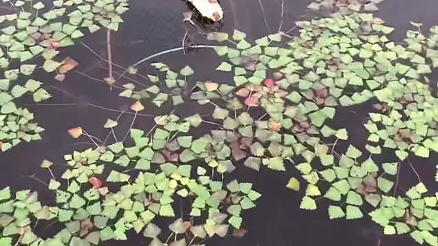 #户外捕鱼大队 #捕鱼河边随拍 #捕捞现场  #丝网捕鱼