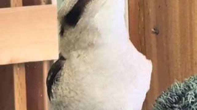 笑翠鸟吃大餐 #抖音看世界 #神奇动物在抖音 #国外视频分享 #奇妙的动物 #宠物