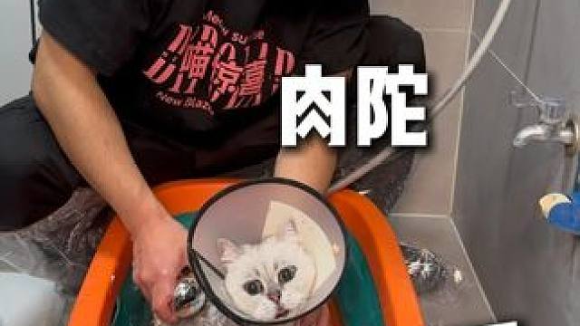 翻新脾气暴躁银渐层，胖的就像个大刺猬！